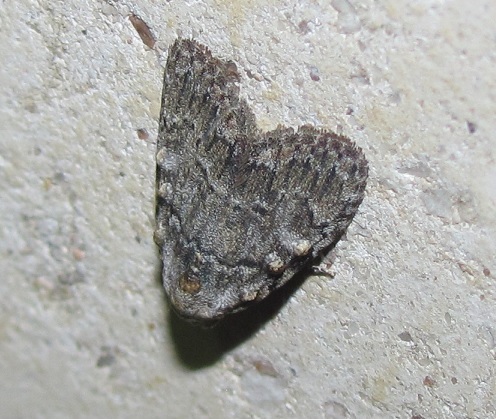 Meganola strigula (Nolidae)? S